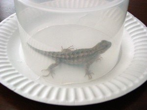 lizard1