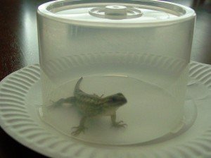 lizard2