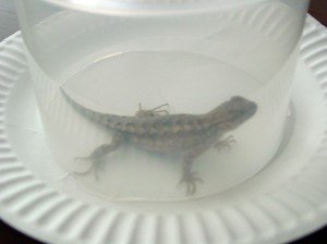 lizard3