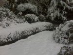 My parents backyard