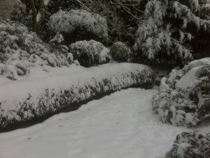 My parents backyard