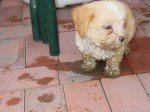 White dog in rainy Portland...not a good idea