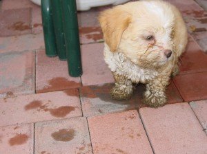 White dog in rainy Portland...not a good idea