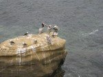 Pelicans on a rock