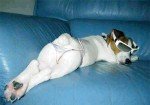 dogHalloweenCostume