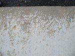 IMG_5503