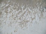 IMG_5505