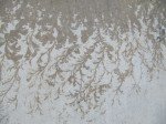 IMG_5507