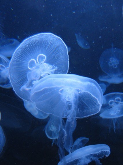 Jellyfish