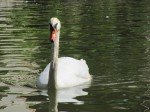 img_7653 Swan