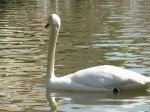 img_7656 Swan