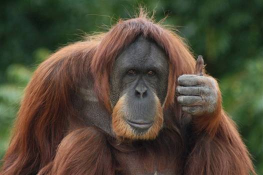 orangutanThumbsUp.jpg