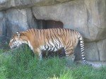 IMG_7632