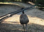 IMG_7636