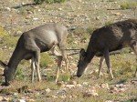 IMG_8767
