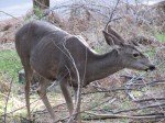 IMG_1306
