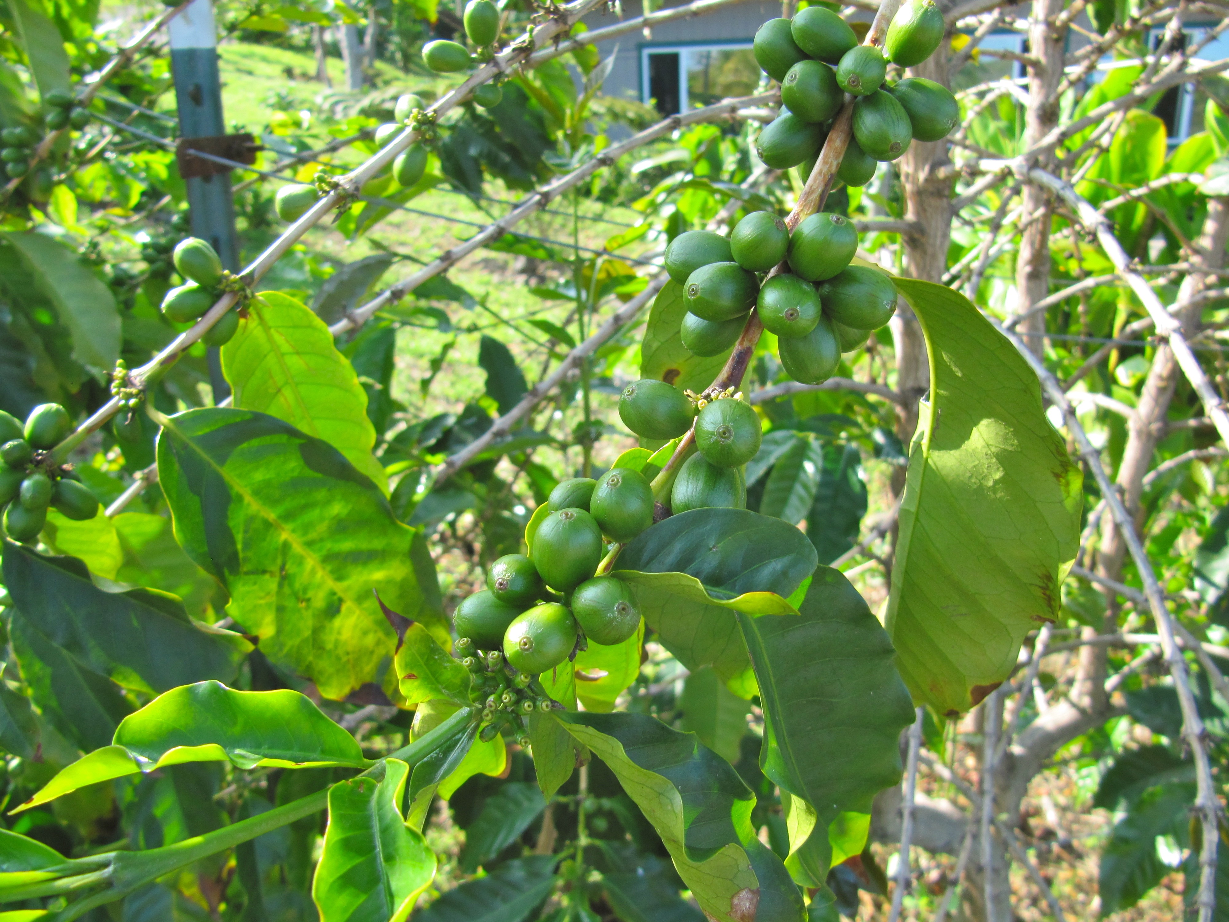 Kona Joe's Coffee Plantation